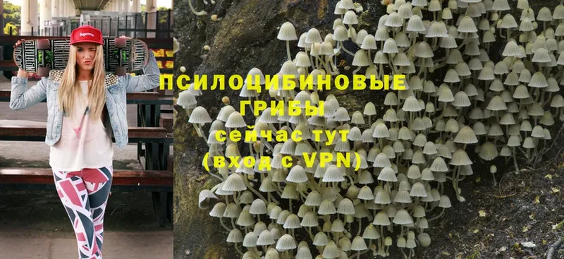 Галлюциногенные грибы Psilocybe  Неман 